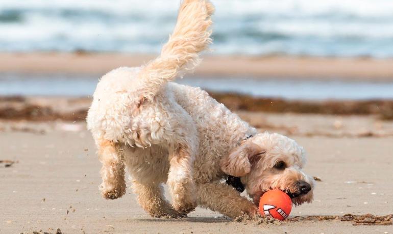 Cane gioca sulla spiaggia con una palla arancione.