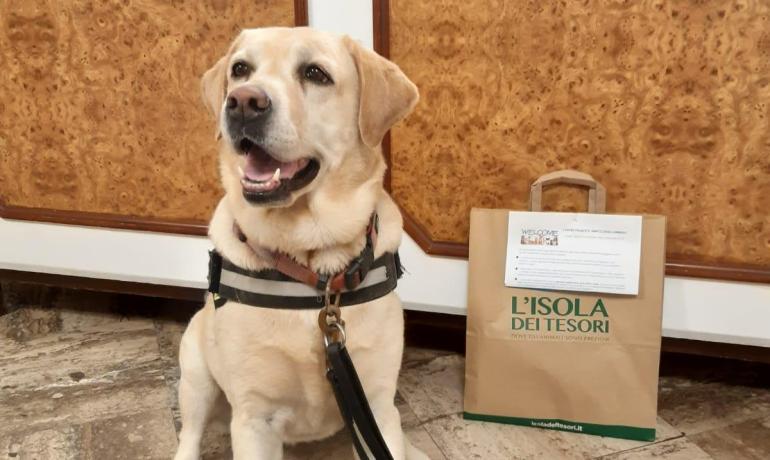 Labrador seduto accanto a una borsa, in un ambiente interno.