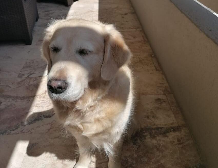 Cane dorato rilassato al sole su un balcone con vista mare.